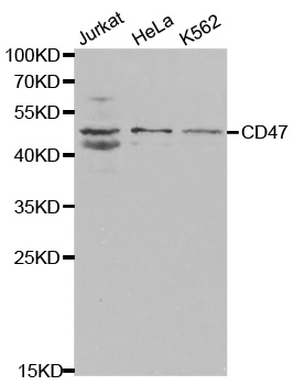 CD47 Antibody (OAAN00562) in Multiple Cell Lines using Western Blot