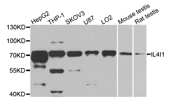 IL4I1 Antibody (OAAN02717) in Multiple Cell Lines using Western Blot