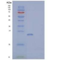 小鼠SLAM家庭成员7重组蛋白