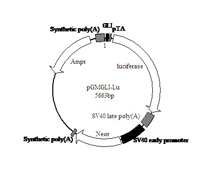 Rosseta(DE3)感受态细胞 克隆与表达
