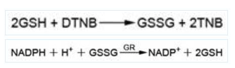 北京DEPC水(DNase、RNase free)促销