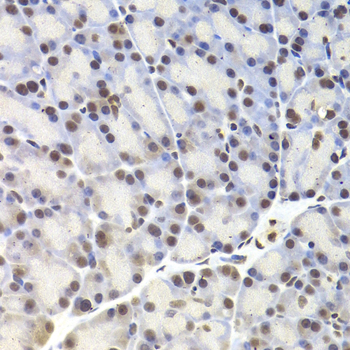 CREB1 Antibody (OAAN00272) in Rat Pancreas using Immunohistochemistry