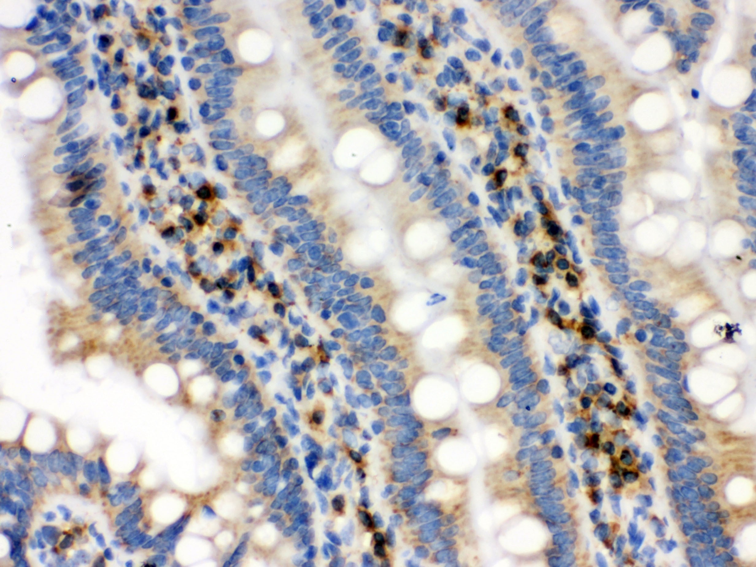 IDH2 Antibody - C-terminal region (OABB02085) in Rat Intestine Tissue using Immunohistochemistry