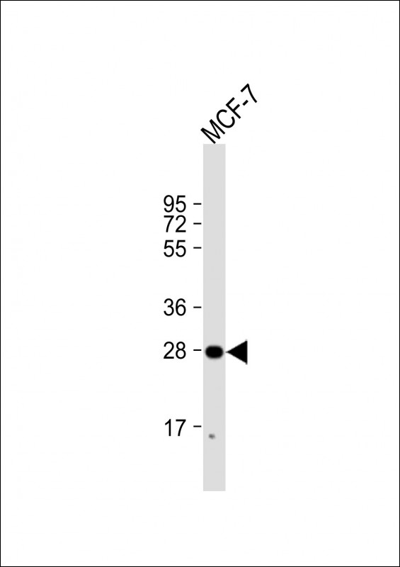 H1FNT Antibody - N-terminal region (OAAB21296) in Human MCF-7 cell using Western Blot