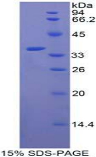 RAF1 Recombinant Protein (OPCD02397) using SDS-PAGE