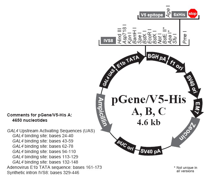 pGene v5-His B产品信息