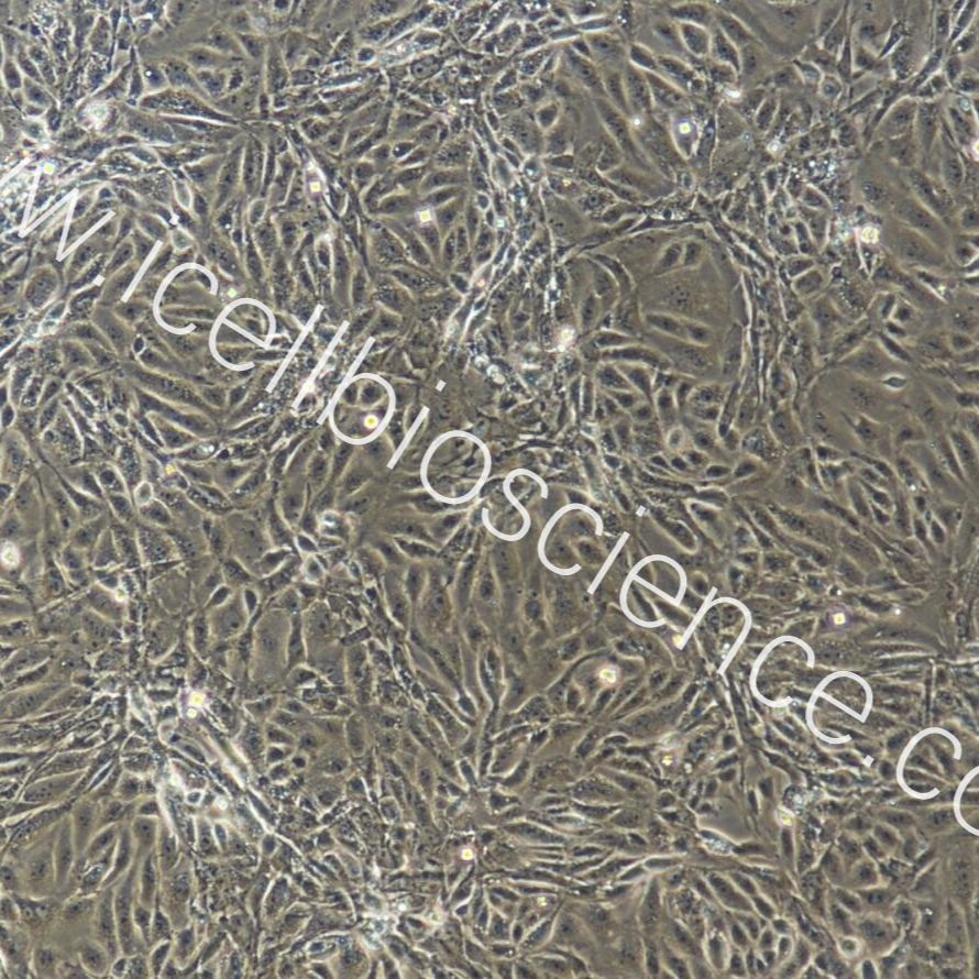 小鼠脊髓微血管内皮细胞/免疫荧光鉴定/镜像绮点（Cellverse）
