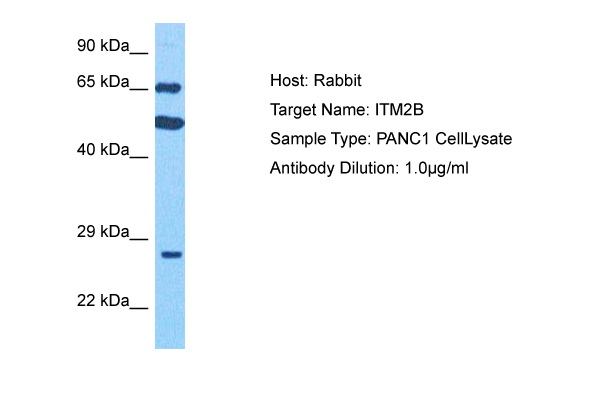 ITM2B Antibody - N-terminal region (ARP78186_P050) in Human PANC1 Whole Cell using Western Blot