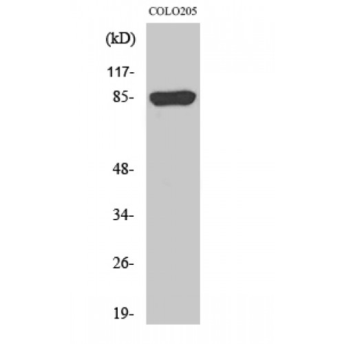 CHML Antibody - middle region (OASG06328) in COLO205 using Western Blot