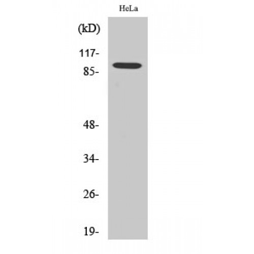 CTNNB1 Antibody - C-terminal region (OASG01085) in HeLa using Western Blot