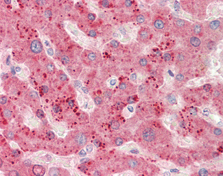 RPL23 Antibody - C-terminal region (OALA07875) in Human Liver using ELISA