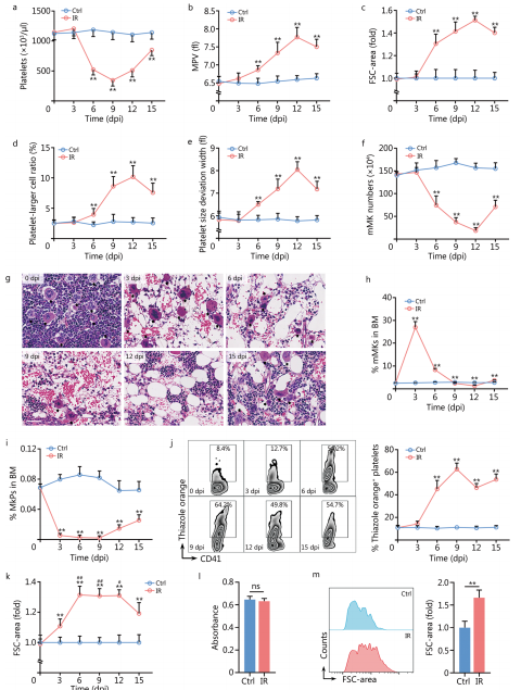 MMR-揭示放射损伤后骨髓巨核细胞的作用与机制