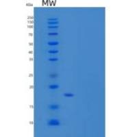 小鼠CD83分子(CD83)重组蛋白