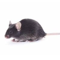 脂肪肝模型构建