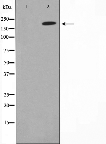 MAGI2 Antibody (OAAJ02037) in A549 cell lysate using Western Blot