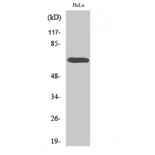 ARAF Antibody (OASG00514) in HeLa using Western Blot