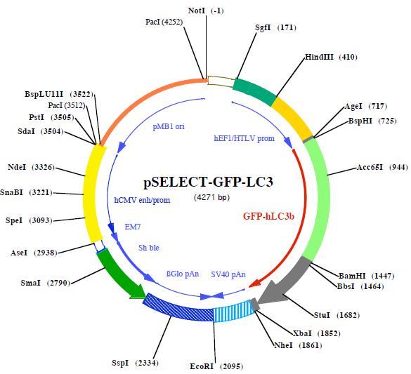 pSELECT-GFP-LC3产品信息