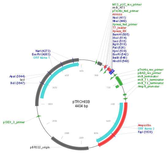 pTrcHis B产品信息