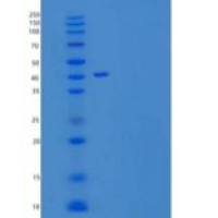 小鼠胸腺基质淋巴细胞生成素(TSLP)重组蛋白C-Fc