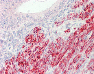 INPP5K Antibody (OALA07803) in Human Uterus using ELISA