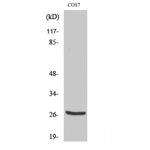 CTSZ Antibody (Cleaved-Leu62) (OASG01108) in COS7 using Western Blot