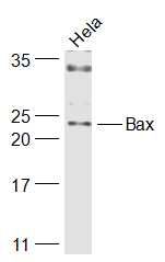 Bax抗体文献引用