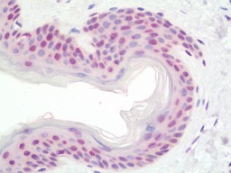 TERT Antibody (OALA08325) in Human Skin using Flow Cytometry