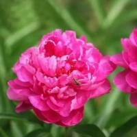 芍药苷含量测定_芍药苷检测_植物苷类检测