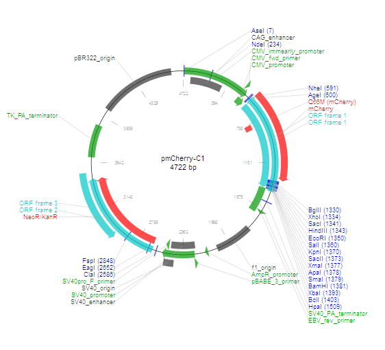 pmCherry-C1产品信息