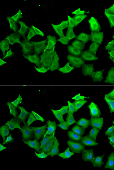 HAGH Antibody (OAAN01906) in A549 Cells using Immunofluorescence
