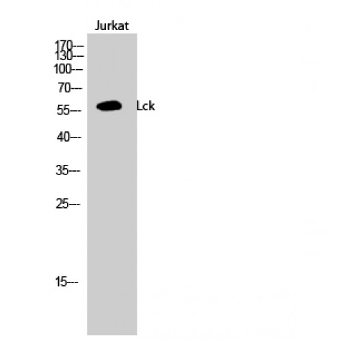 LCK Antibody (OASG04216) in Jurkat using Western Blot