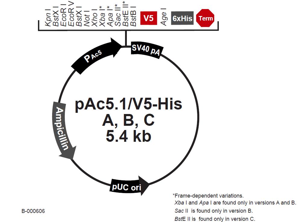 pAc5.1 V5-His A产品信息