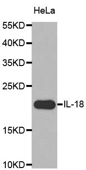 IL18 Antibody (OAAN00220) in HeLa Cells using Western Blot