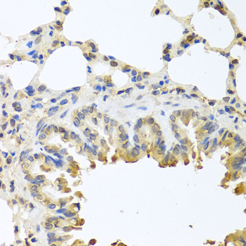 BAX Antibody (OAAN00019) in Mouse Lung using Immunohistochemistry