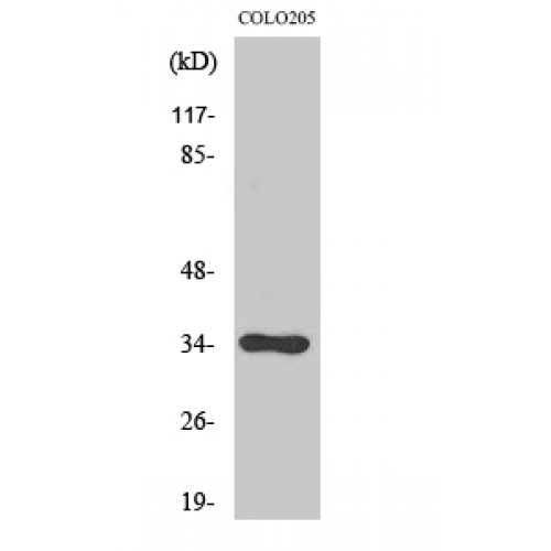 CDC34 Antibody - middle region (OASG01408) in COLO205 using Western Blot