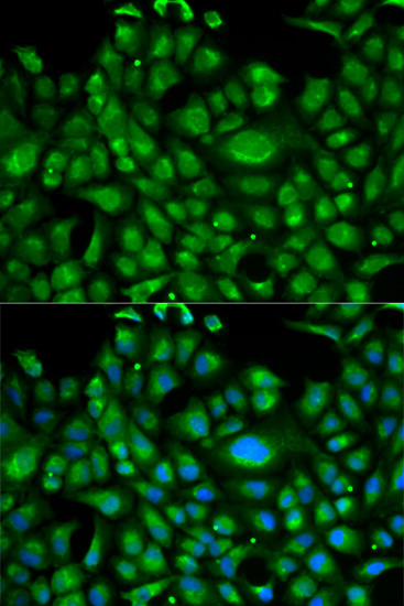 HSPA1L Antibody (OAAN00575) in U20S Cells using Immunofluorescence