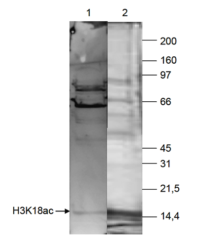 Histone H3 Antibody (Acetyl-Lys18) (OADC00077) in Human Hela cells using Western Blot