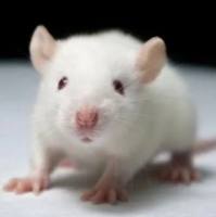 脑积水动物模型构建