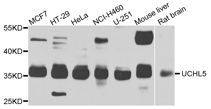 UCHL5 Antibody (OAAN02547) in Multiple Cell Types using Western Blot