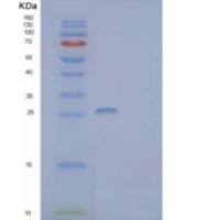 人CMRF35样分子9重组蛋白