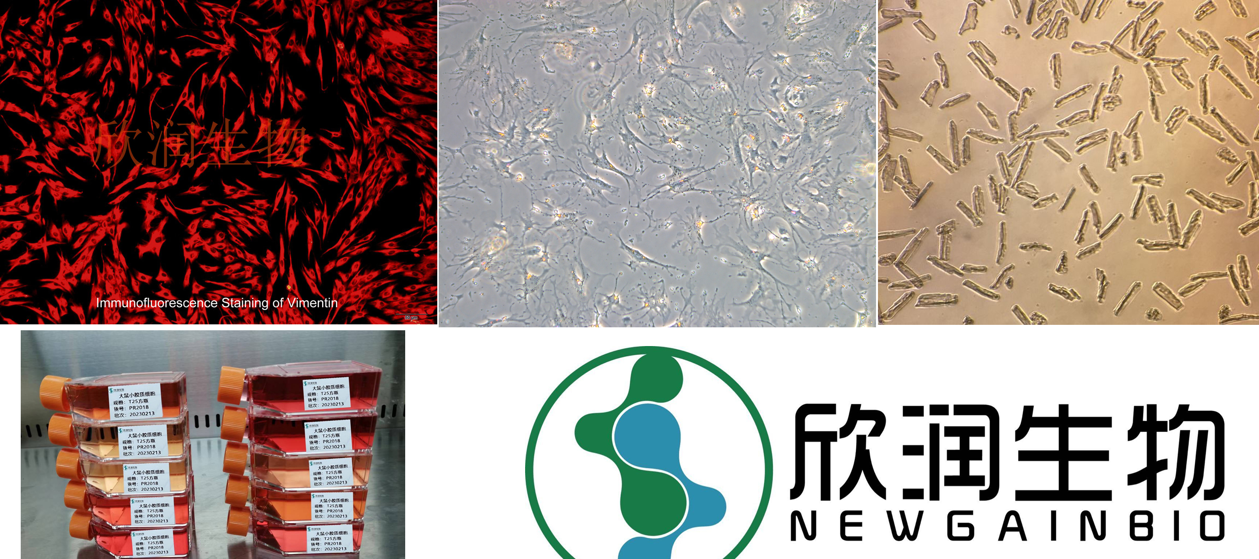 A9细胞、A9小鼠皮下结缔组织细胞