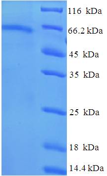 TUBB6 Recombinant Protein (OPCA02512) in SDS-PAGE Electrophoresis