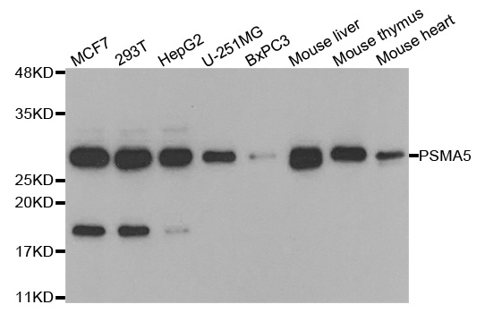 PSMA5 Antibody (OAAN01499) in Multiple Cell Lines using Western Blot