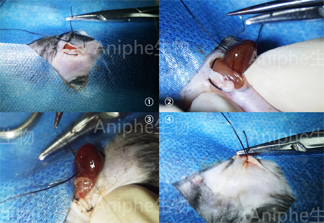 【免费检测超声】心肌梗死(MI)小鼠模型 MI模型 心梗模型