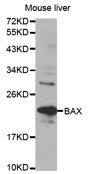BAX Antibody (OAAN00019) in Mouse Liver using Western Blot