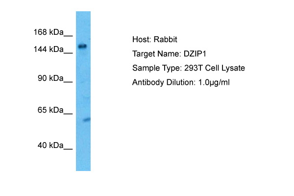 DZIP1 Antibody - middle region (ARP77112_P050) in Human 293T Whole Cell using Western Blot