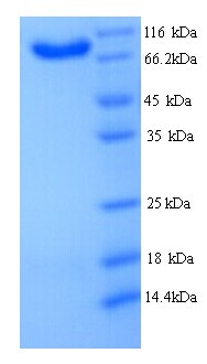 BANK1 Recombinant Protein (OPCA03051) in SDS-PAGE Electrophoresis