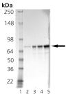 Grp78 Recombinant Protein (Hamster) (OPED00050) in SDS-PAGE 