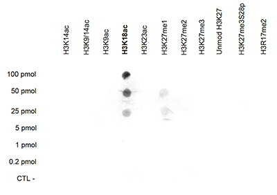 Histone H3 Antibody (Acetyl-Lys18) (OADC00077) in H3K18acr using Dot Blot