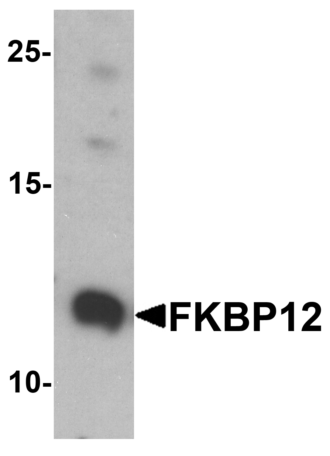 FKBP12 Antibody - N-terminal (OAPB01898) in A431 cell lysate using Western Blot